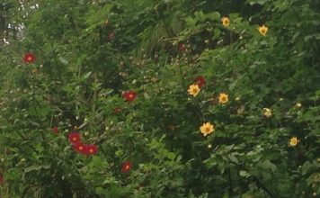 Monsoon, Wildflowers