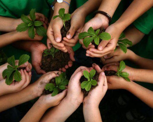 Pilgrims to plant sapling