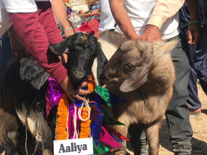 bakri swmvyar in tehri